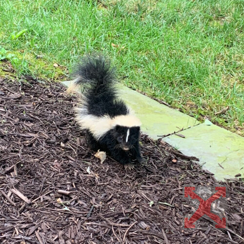 A Baby Skunk