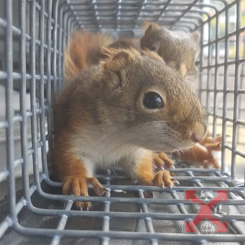 Squirrels in a Trap